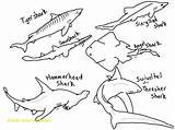 Shark Coloring Pages Hammerhead Thresher Printable Print Drawing Colouring Color Tooth Clipart Drawings Sharks Teeth Kids Getcolorings Getdrawings Library Rocks sketch template
