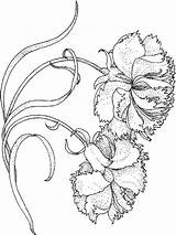 Coloring Carnation Pages Getcolorings Color Printable sketch template