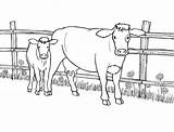Vaca Colorat Planse Desene sketch template