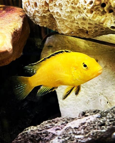 electric yellow cichlid learn  nature