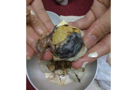 foodista recipes cooking tips and food news balut