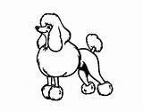 Poodle Coloring Pages Toy Getcolorings Getdrawings sketch template