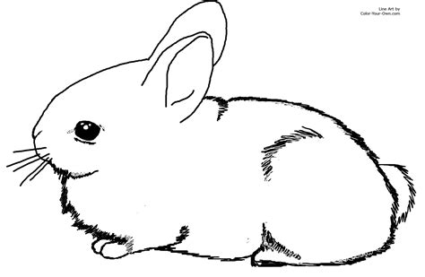 baby bunnies coloring pages   print