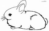 Coloring Pages Baby Bunnies Print sketch template