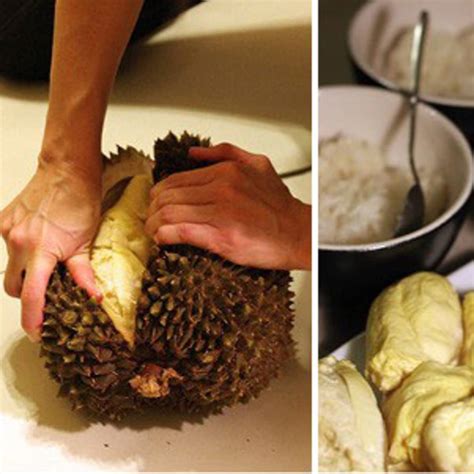 durian essay essay  durian