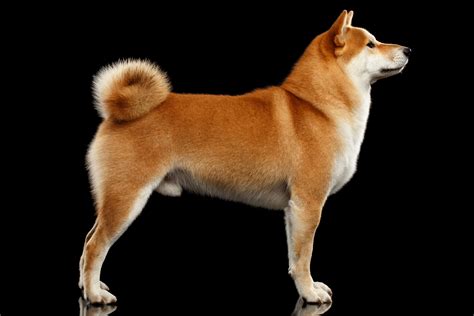 red dog breeds  smart dog guide