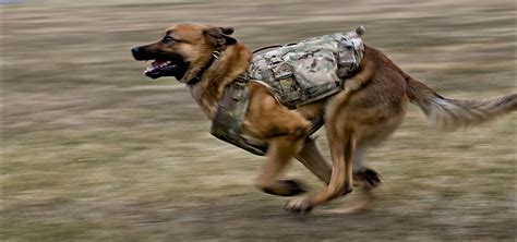 body armor protects police dogs news sports jobs  northern