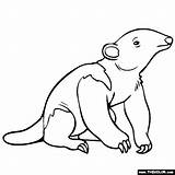 Coloring Anteater Baby Pages Animals Jungle Online Designlooter 4kb 560px sketch template