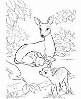 Fawn Coloring Pages Printable Getcolorings Color sketch template