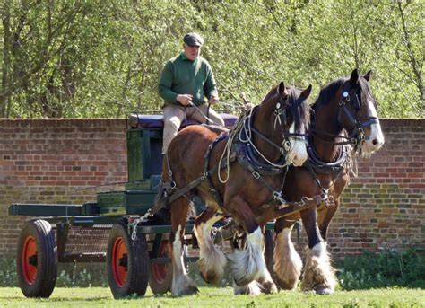 horse breed shire horse