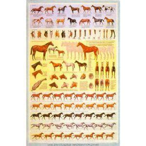 equine horse information guide chart horse information horse show