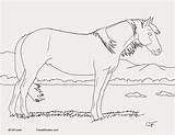 Coloring Buckskin Horse Color Mustang Pinto Crista Forest Animals Say Because But sketch template
