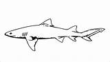 Sharks Rekiny Kolorowanki Blacktip Coloringbay Designlooter Drukuj Pobierz Bestcoloringpagesforkids sketch template