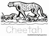 Cheetah Coloring Pages Running Getcolorings sketch template