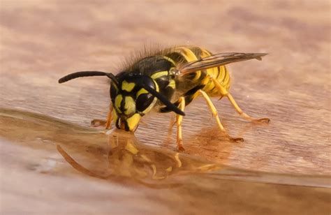 West Virginia Police Say Three Died From Overdosing On Wasp Spray As A