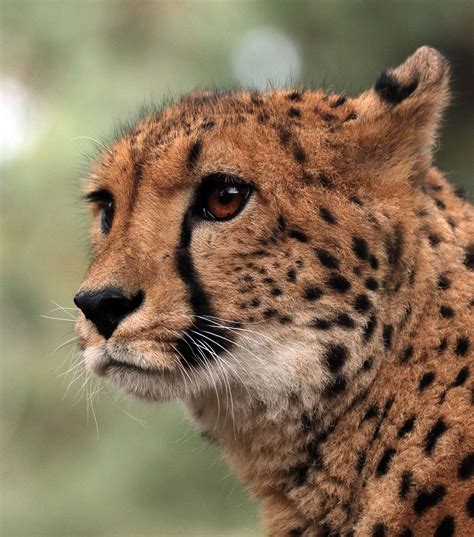 cheetah  beekse bergen jna big cat family african cats wild cats