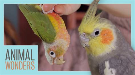 parrot parts whats normal whats  youtube