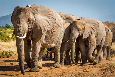 species  african elephants   officially endangered
