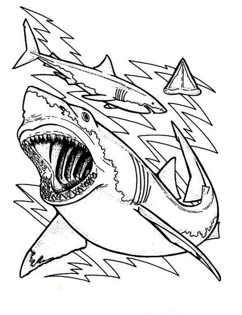 sharks  anatomy  teeth   great white shark coloring page