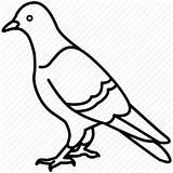 Pigeon Outline Drawing Dove Paintingvalley Drawings sketch template