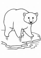 Polar Bear Coloring Pages Ice Coloring4free Cute Kids Printable Bears Momjunction Template Print Little Tulamama sketch template