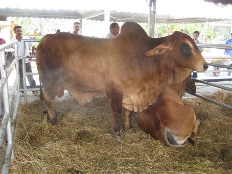 Kasya Agrofam Beef Cattle Breeds