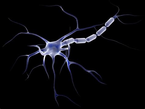 striking difference discovered  neurons  humans   mammals