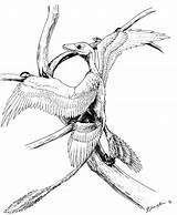 Microraptor Qilong sketch template
