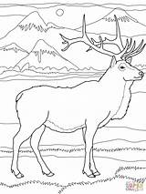 Elk Wapiti Supercoloring Reindeer Moose Coloringhome sketch template