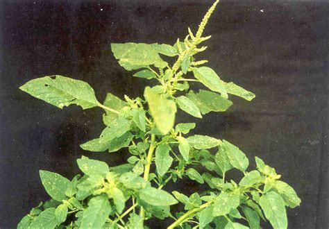 bayam duri herbal  tumbuhan obat tumbuhan obat herbal