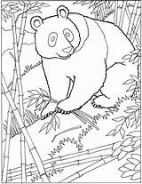 Pandabeer Topkleurplaat sketch template