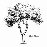Palo Verde Tree Drawing Vector Clip Arizona Illustrations Illustration Videos Getdrawings sketch template