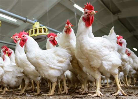 research   large scale poultry farming agdaily