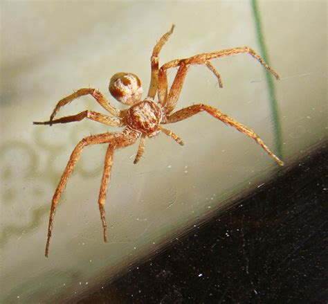 spider   air  gianni del bufalo cc   flickr