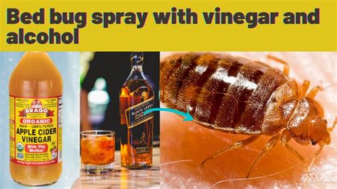 Homemade Bed Bug Spray With Vinegar And Alcohol Youtube