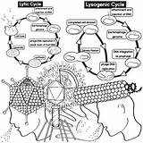 Lysogenic Lytic Viruses sketch template