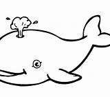 Whale Octonauts Bowhead Beluga Getcolorings sketch template