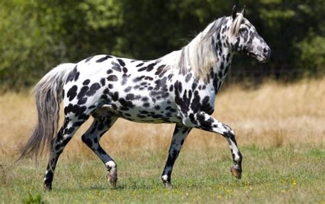 appaloosa   horse