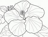 Coloring Flower Hibiscus Pages Flowers Spring Single Drawing Petunia Japanese Plant Large Zinnia Adult Colouring Step Clipart Color Printable Print sketch template