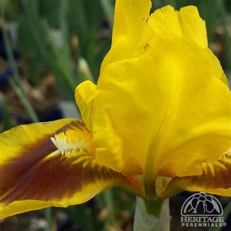 Plant Profile For Iris ‘splash Of Red’ Standard Dwarf Bearded Iris