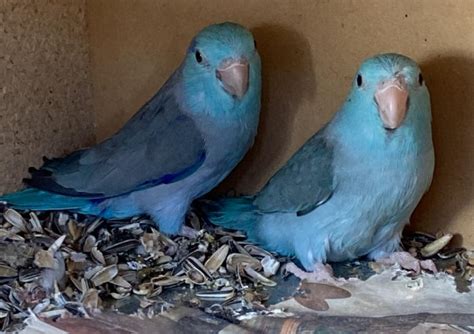 parrotlets breeding pairs birds  sale petlink