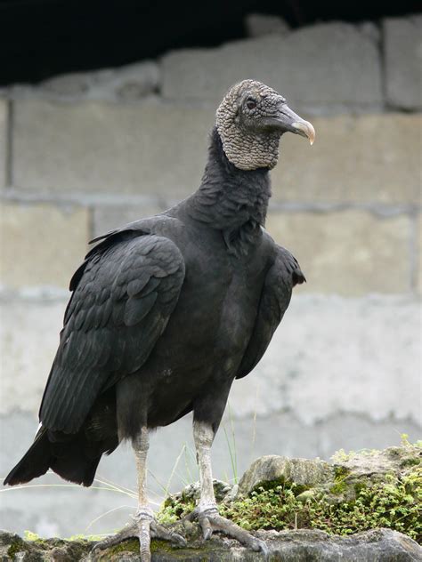 request  depredation permit  black vultures attack ohio beef