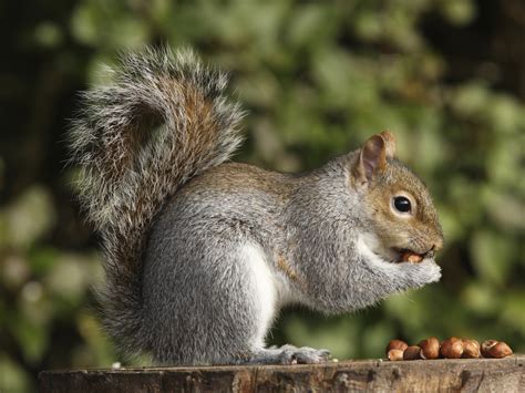 tree squirrels facts behavior information