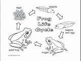 Frog Coloring Cycle Life Pages Tadpole Getcolorings Printable Print sketch template