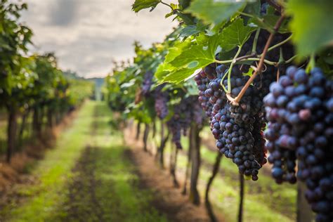 thieves steal  worth  grapes  german vineyard