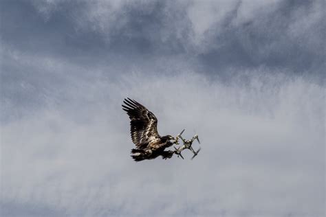 eagle    drone animalsbeingjerks