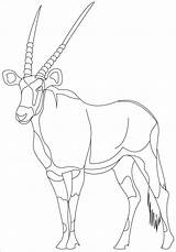 Antelope Pronghorn sketch template
