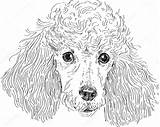 Poodle Pudel Poedel Caniche Kopf Poodles Isoliert sketch template