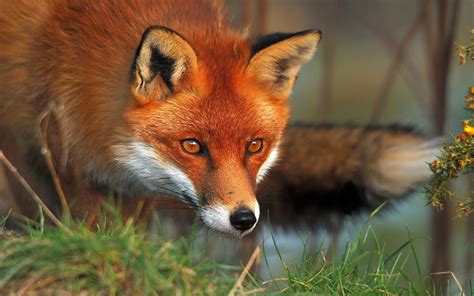 animal wallpapers red fox