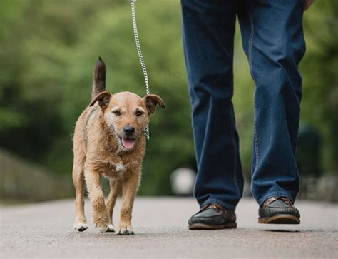 fabulous tips  walking  dog